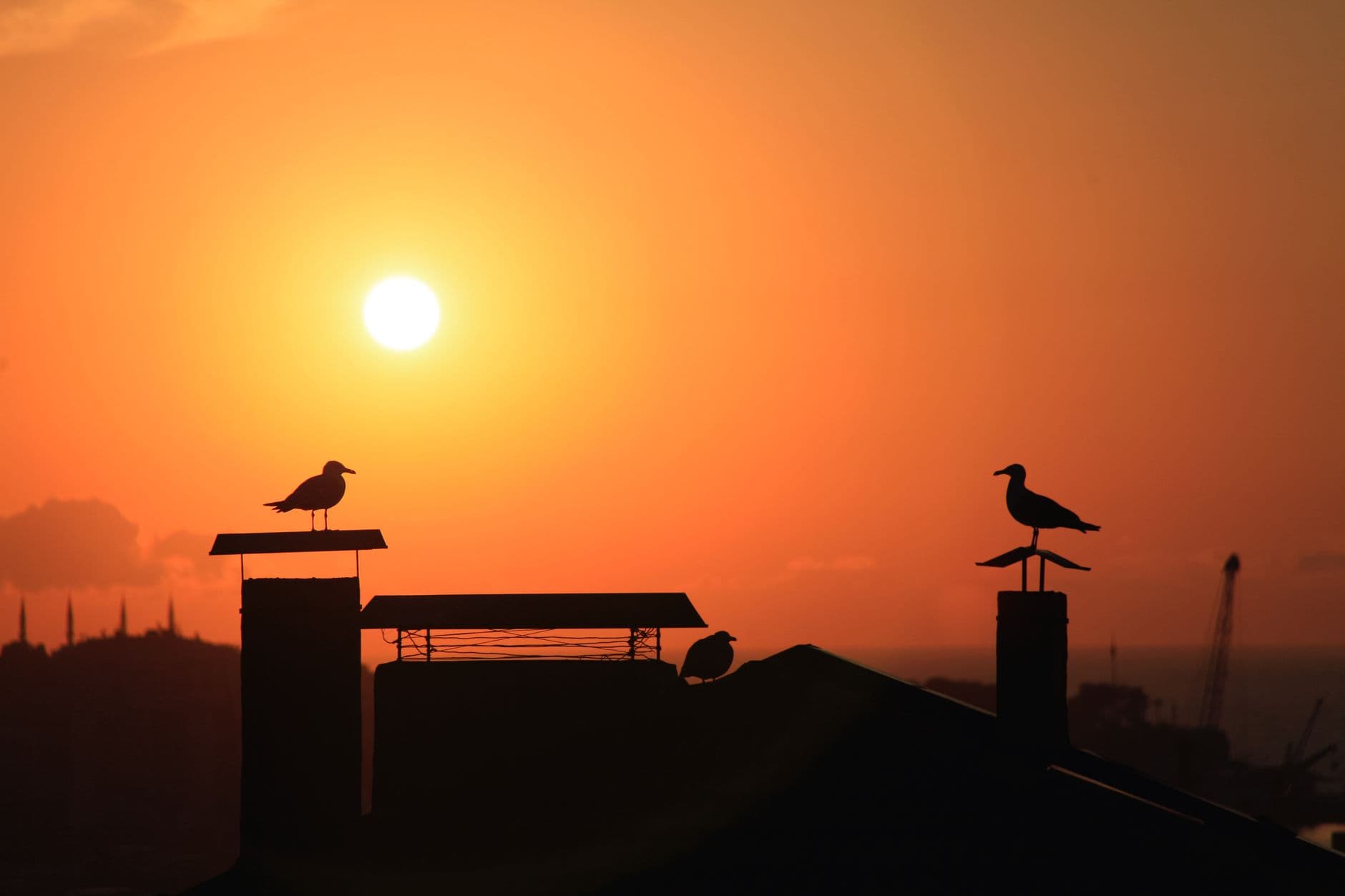 Silhouetted seagulls on rooftops against a golden sunset sky, capturing evening tranquility.